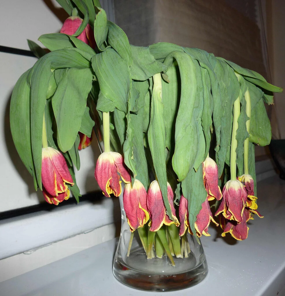 Plant Mutation Drawback: Limp