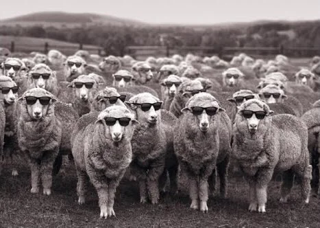 Avatar, Sheeple, and Updates on My Various Projects!