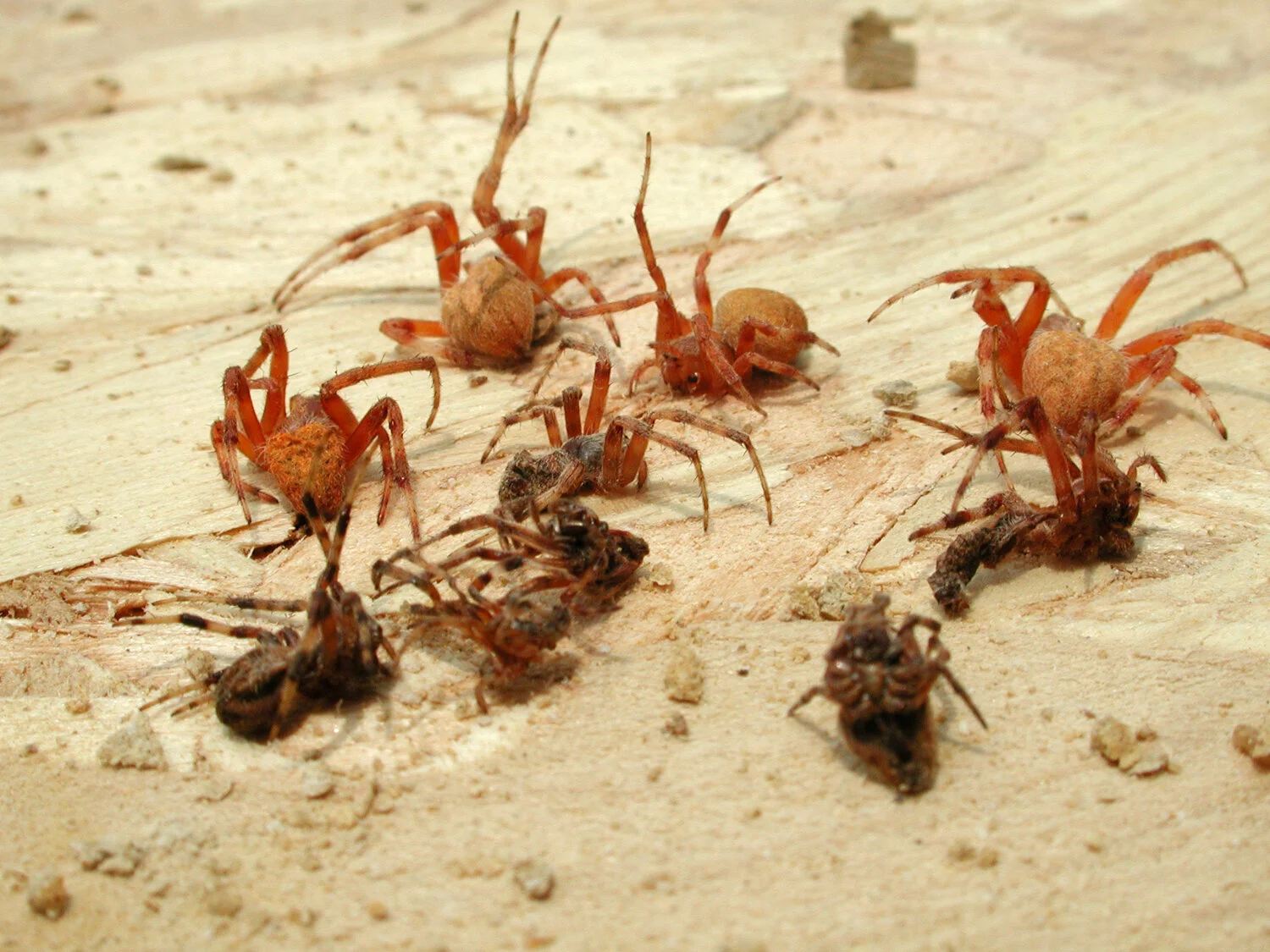 Mental Mutation Drawback: Combat Paralysis
