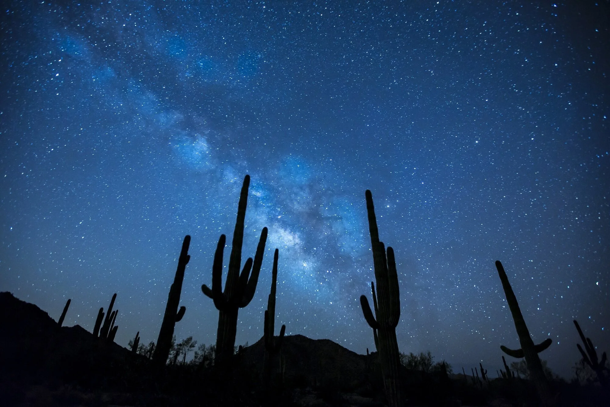 Plant Mutation Drawback: Nocturnal