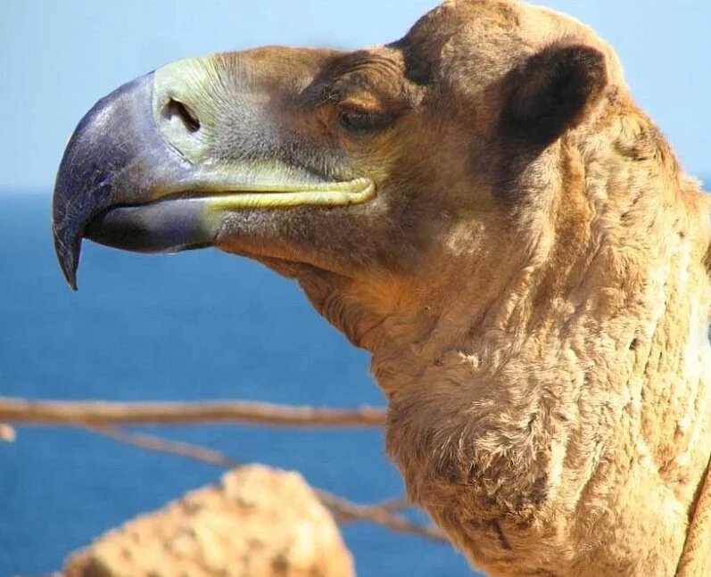 Oddities - Chimerical Creatures - Expanded!