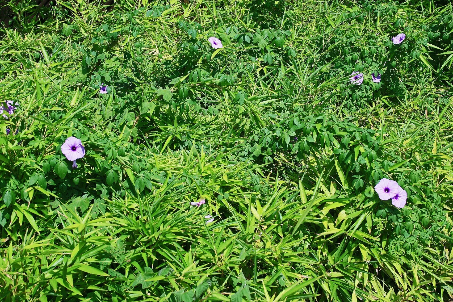 Plant Mutation Drawback: Overgrowth