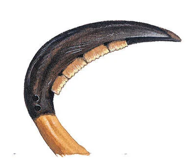 'Druid's Path' (Session 1, Part 1)