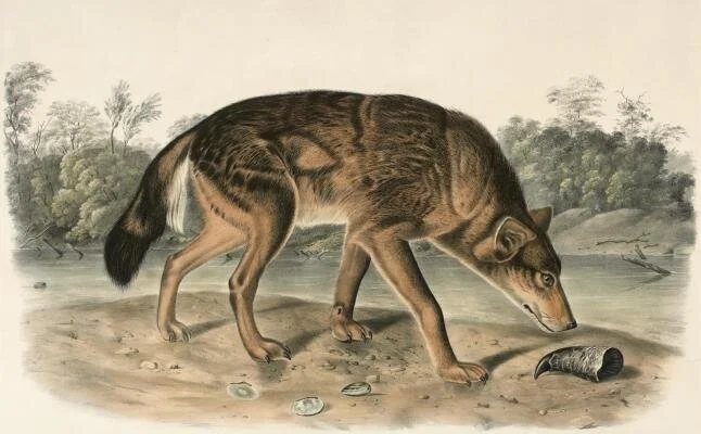 BASH Fantasy: Monster of Ethiopia - The Boharia- the Dread Wolf of Ethiopia!