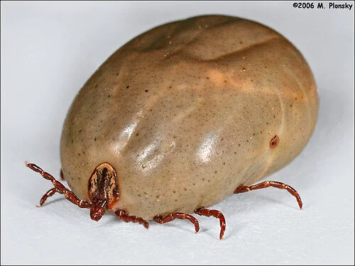 Tick, Gargantuan