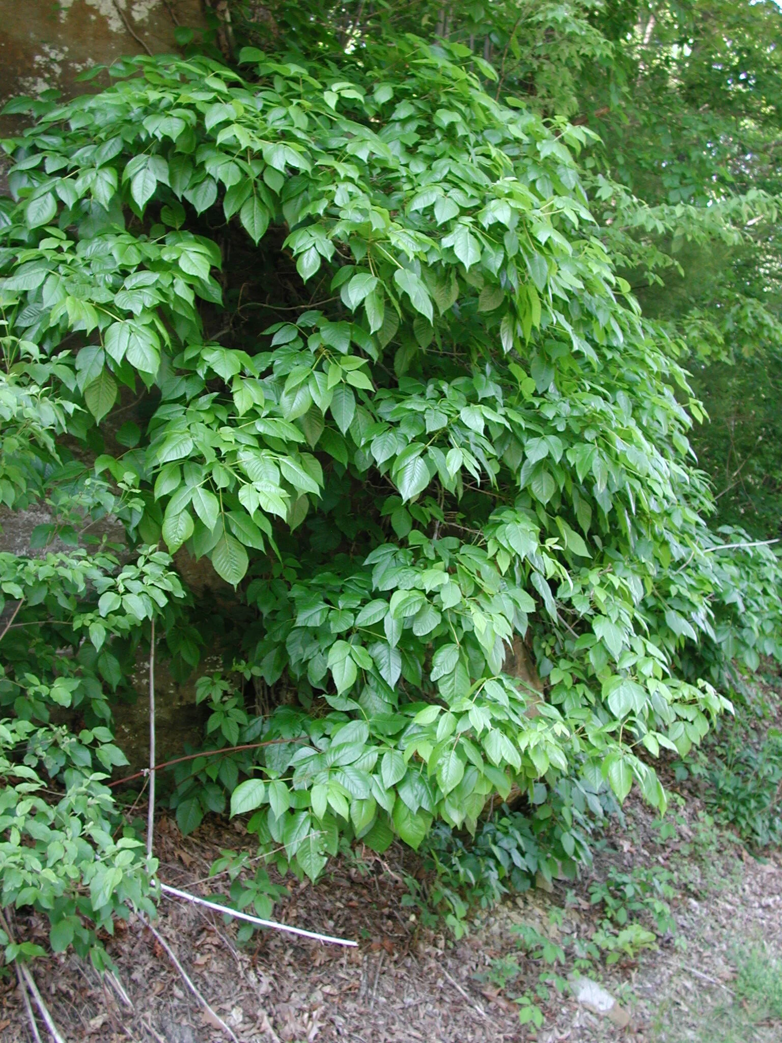 Wall of Poison Ivy: A Druid Spell for Pathfinder