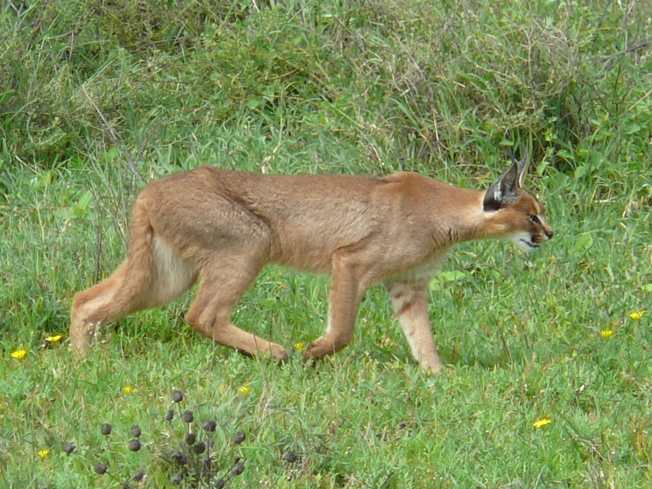 Caracal (D&D 5E Monster)