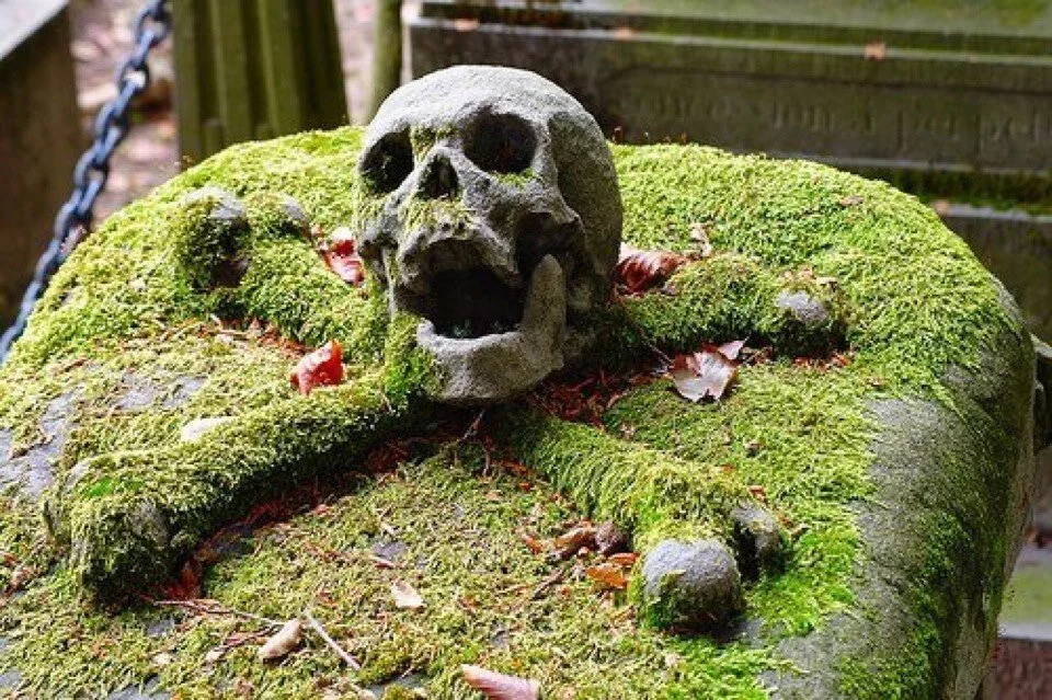 Moss Touch: A Pathfinder Druid Spell