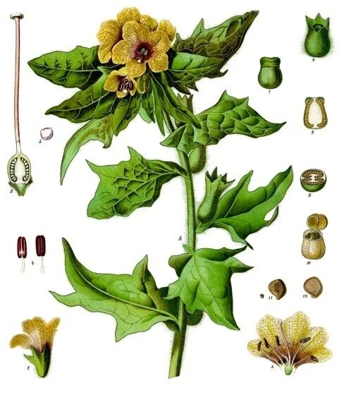 Henbane Touch: A Pathfinder Druid Spell