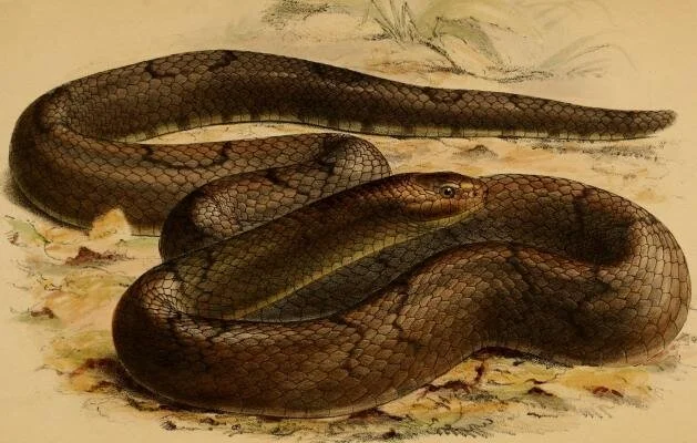 Heway (BASH Fantasy: Monster Conversion) for Men and Monsters of Ethiopia!