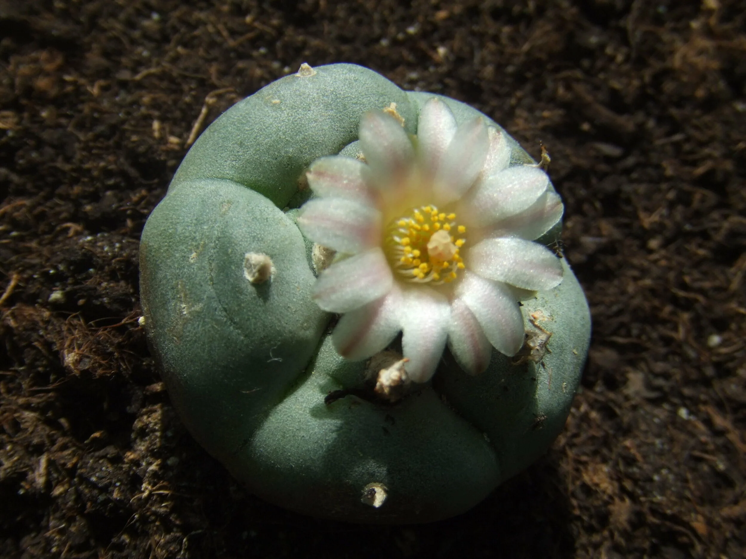 Peyote Touch: A Druid Spell for Pathfinder