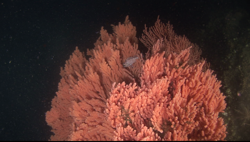 New Mutant Monday #94 - Corras