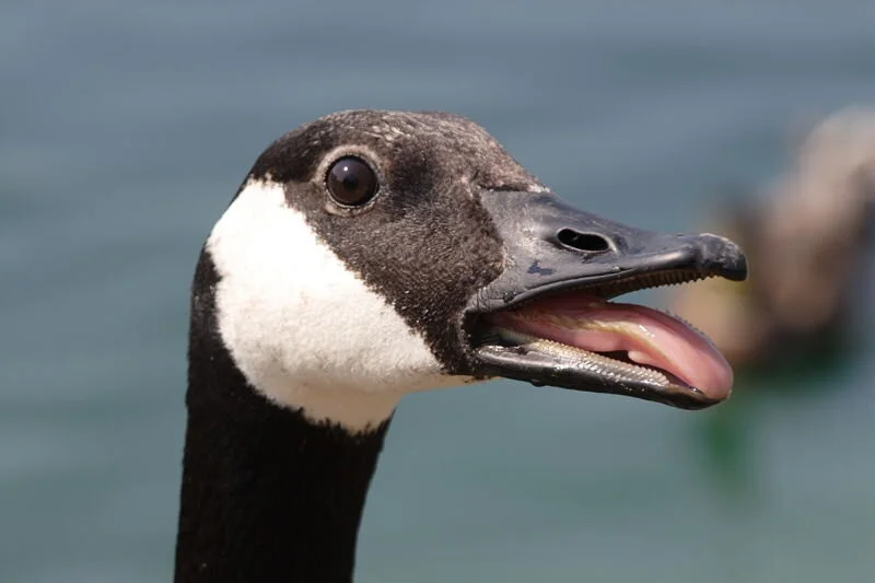 Geese Quest: A Nuisance Spell for Pathfinder