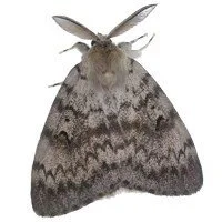 Moth Touch: A Threadbare Spell for Pathfinder