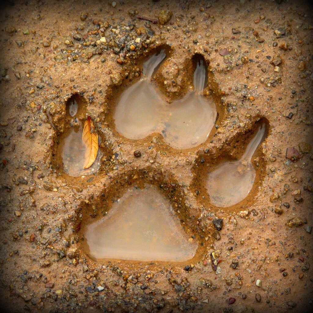 Tracks of Supernatural Creatures
