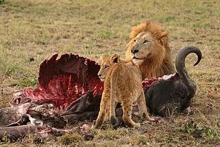 Life Devours