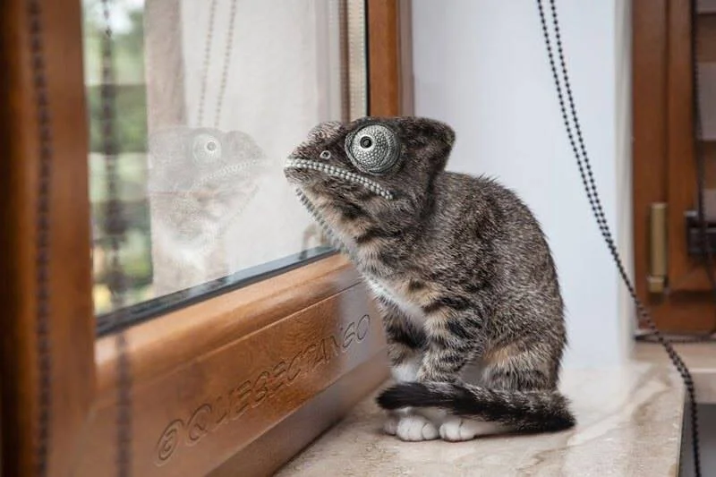 New Mutant Monday Series Two #11 - Camicat