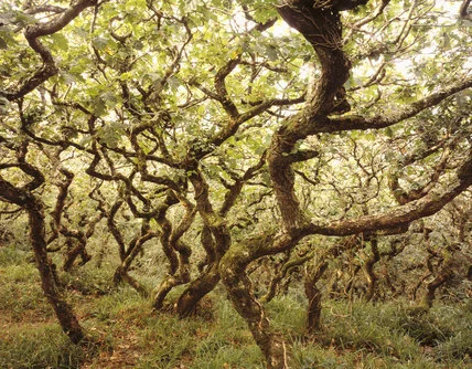 Spell Synergy: Plant Growth