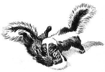 Eumaios and the Skunks (Part 1)