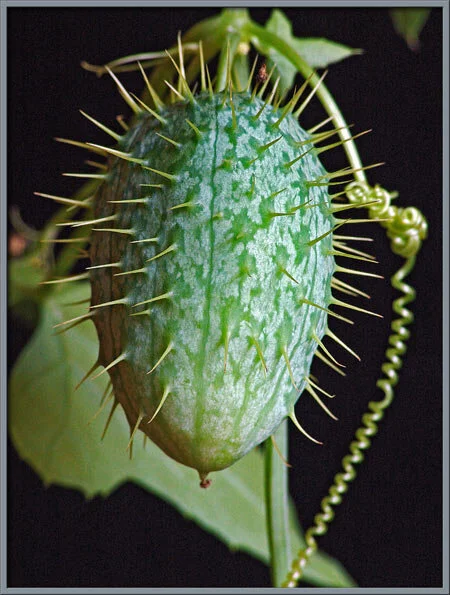 Mutant Future Creature- Black Root