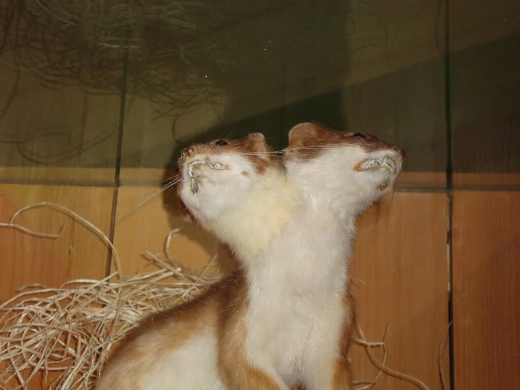 New Mutant Monday Series Two #22 - Fukusu Atama Weasel