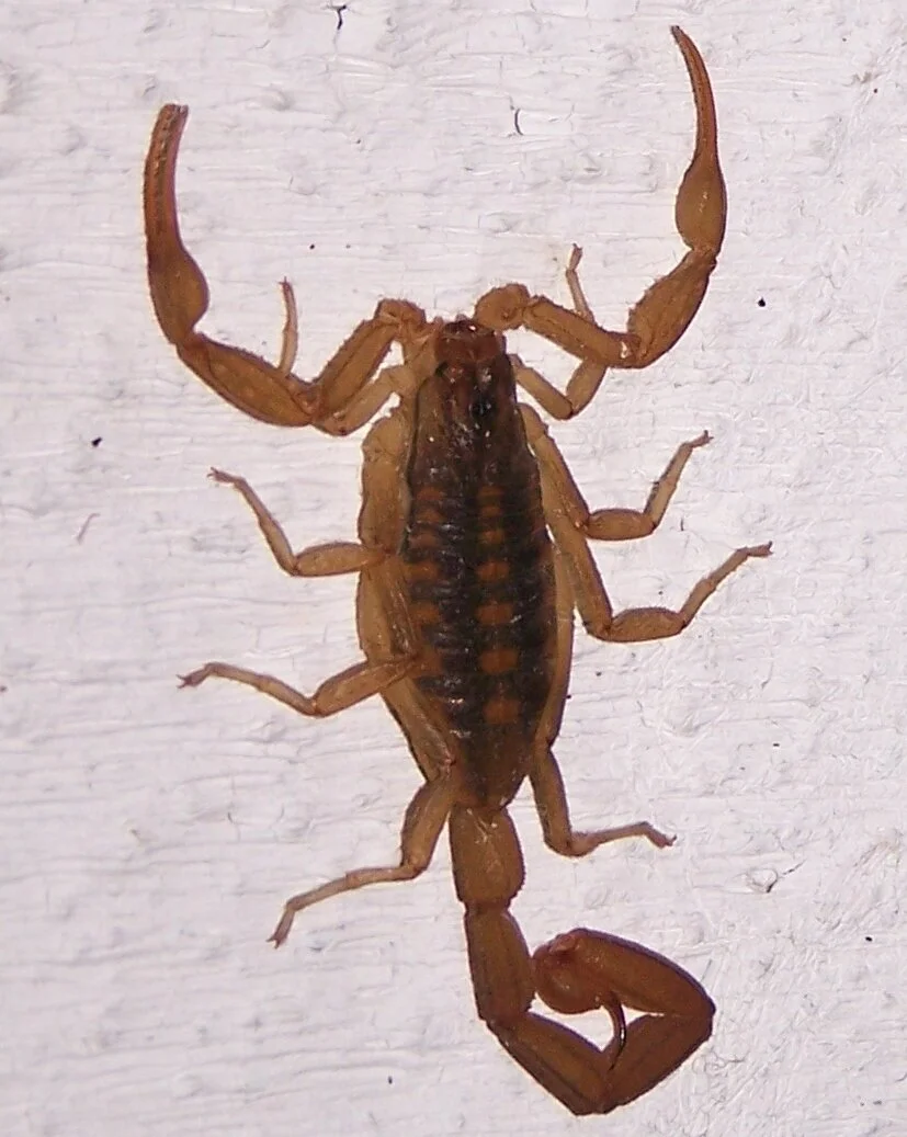 Wandering Monster Encounters (Texas)