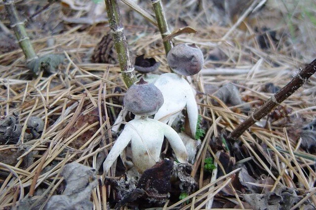 New Mutant Monday Series Two #26 - Fungal Puff Heads