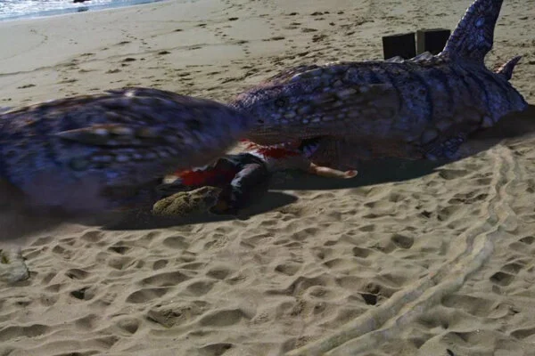Shark, Sand