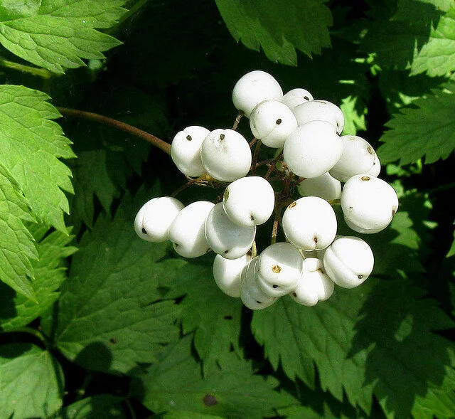 Badberry: A Nuisance Spell for Pathfinder