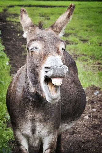 Donkey's Folly: A Nuisance Spell for Pathfinder