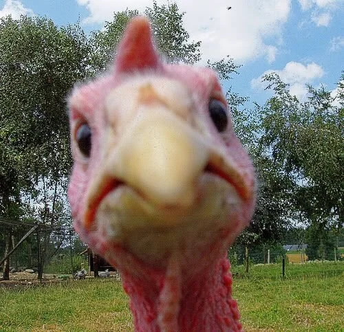 Turkey's Gracelessness: A Nuisance Spell for Pathfinder
