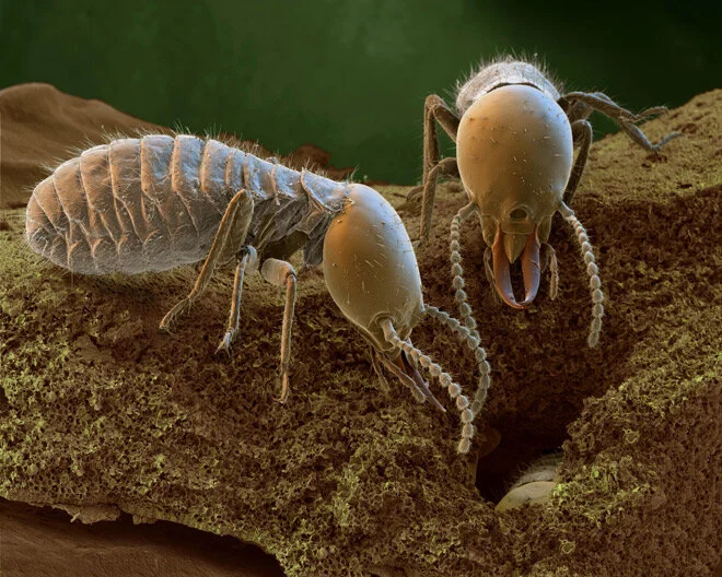 Termite Touch: A Nuisance Spell for Pathfinder