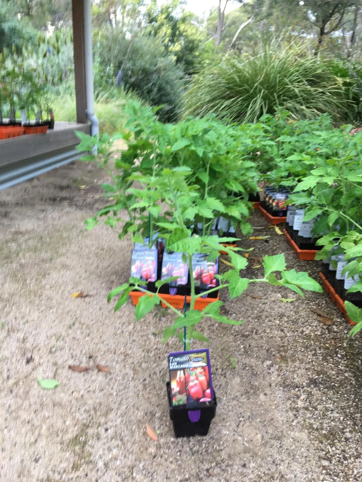Tablelands Great Tomato Competition
