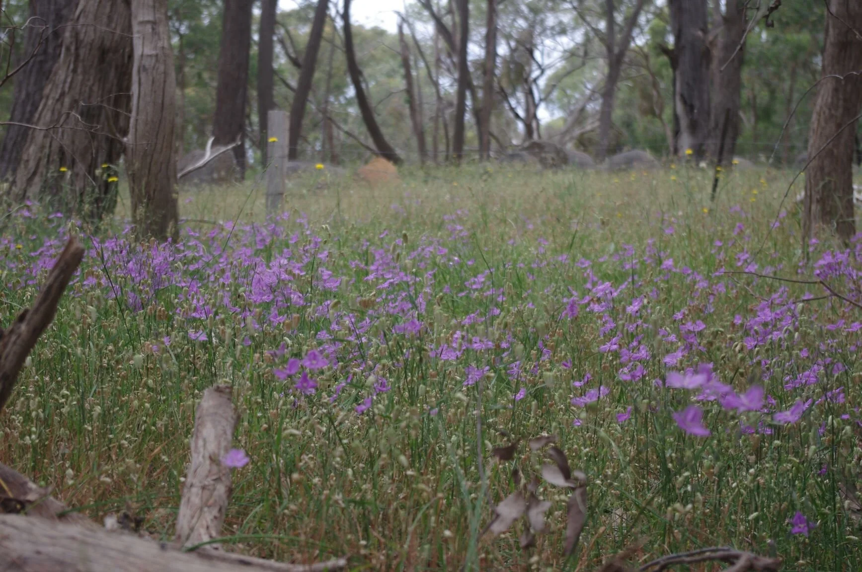 Purple flowers 2.JPG