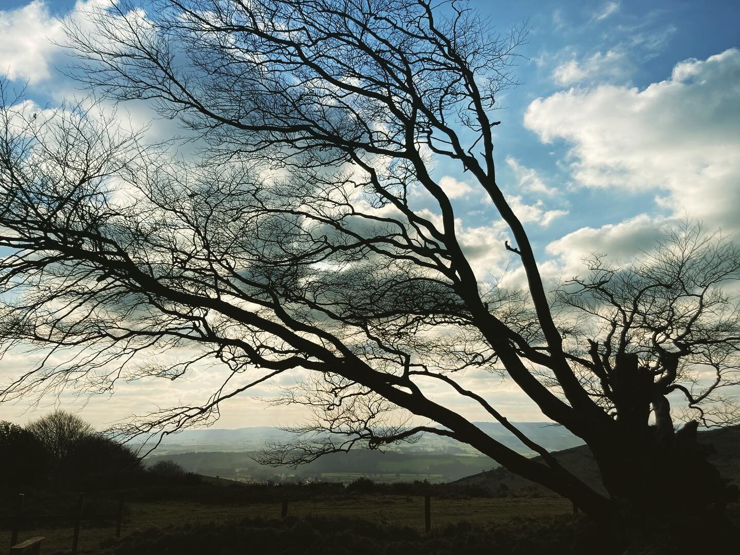 Beautiful walk in the Quantocks today and this tree ❤️