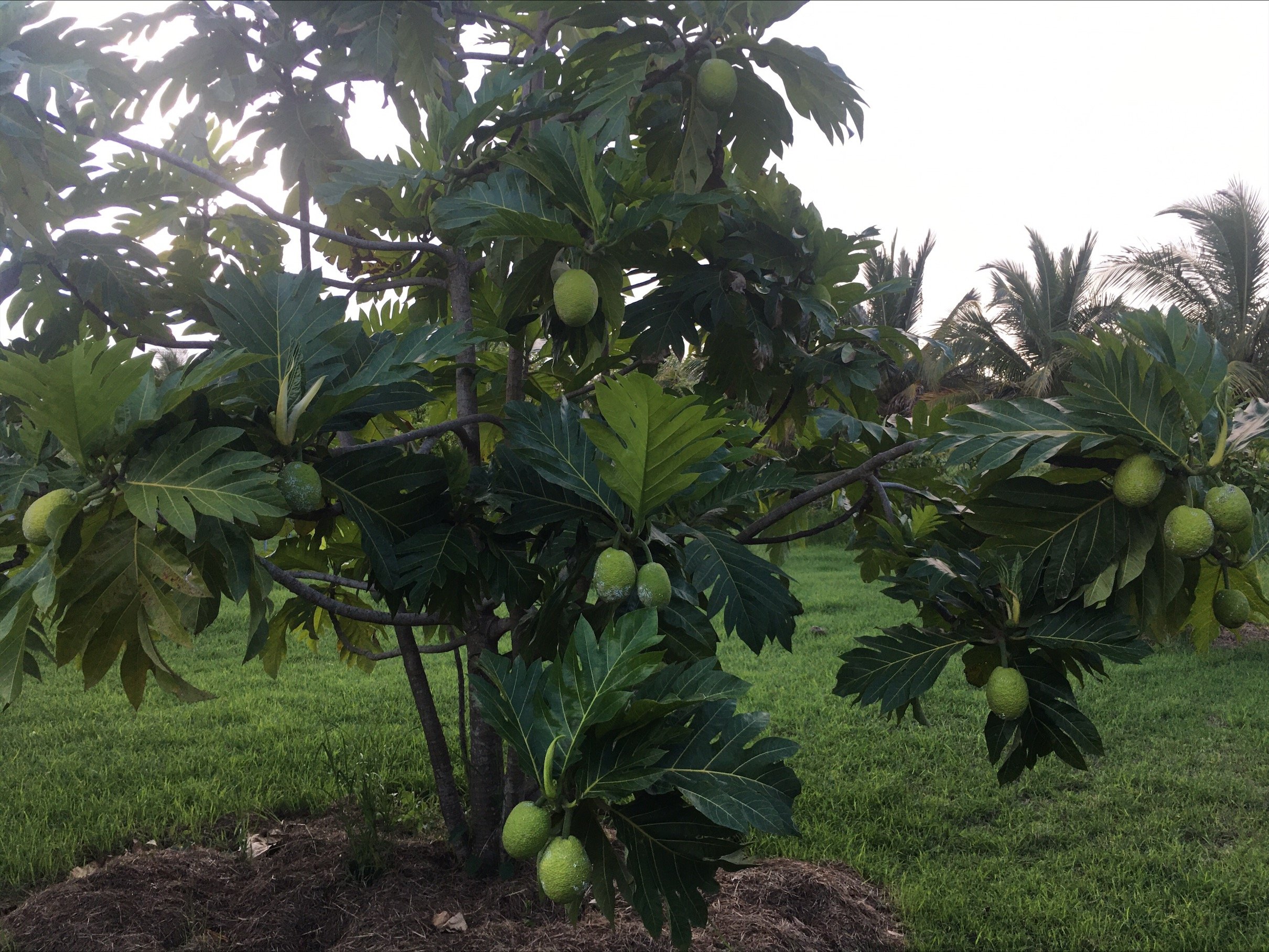 Breadfruit.jpeg
