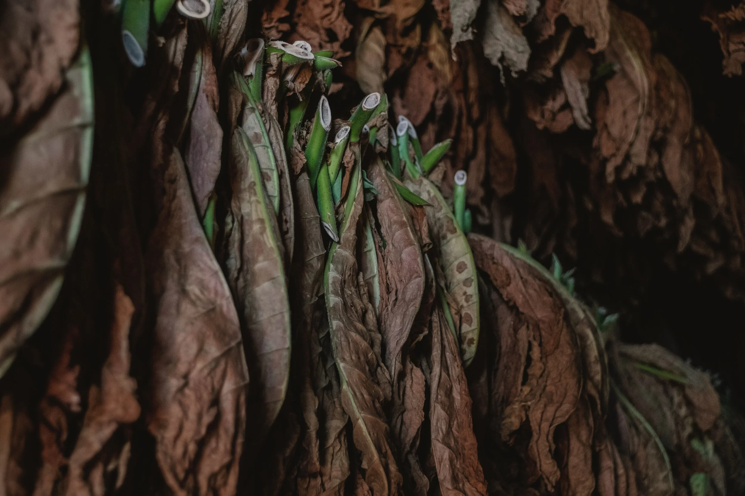 USDA Holds Meeting on Tobacco Transition Assessments