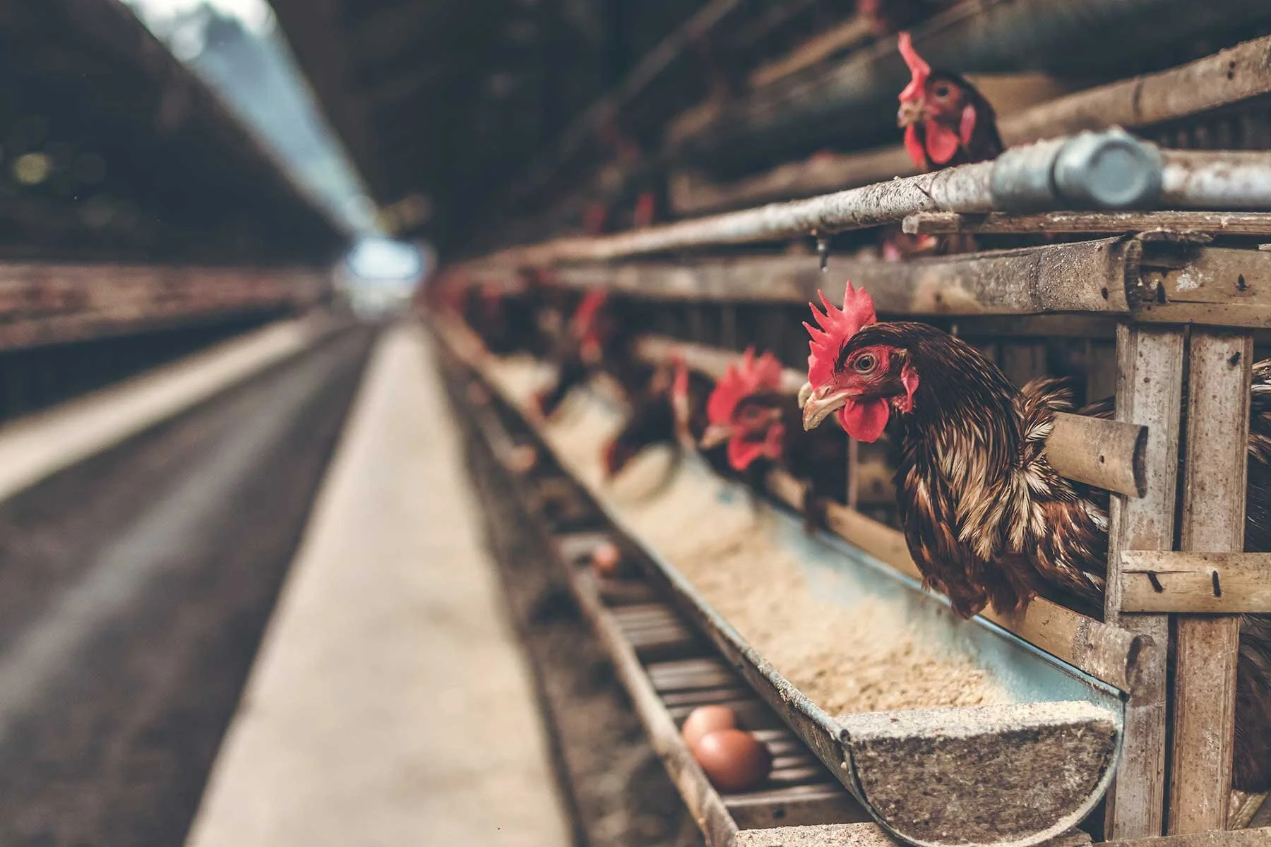 Democrats Want to Give Black Farmers Another Chance at Claims for Compensation