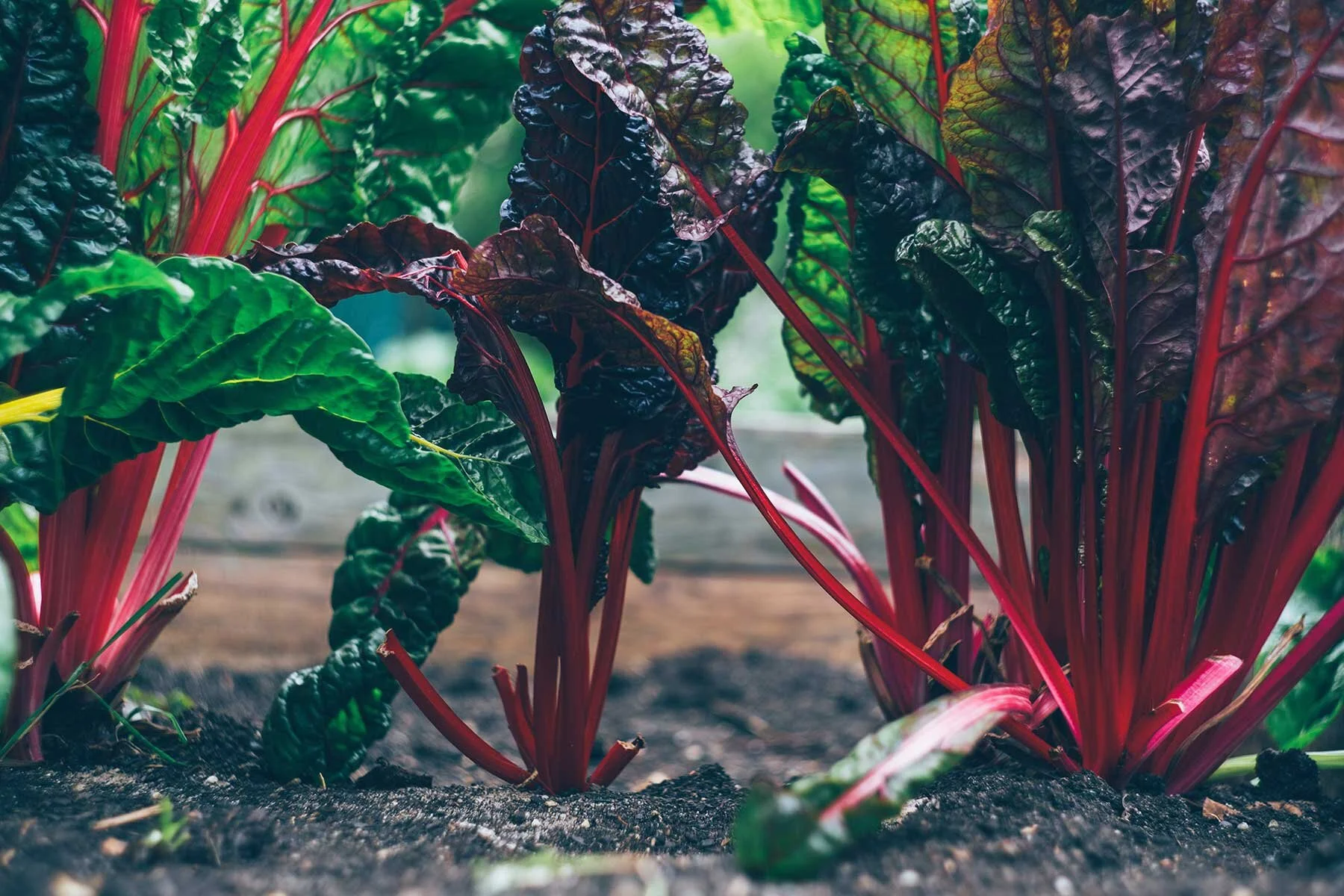 garden-beets.jpg