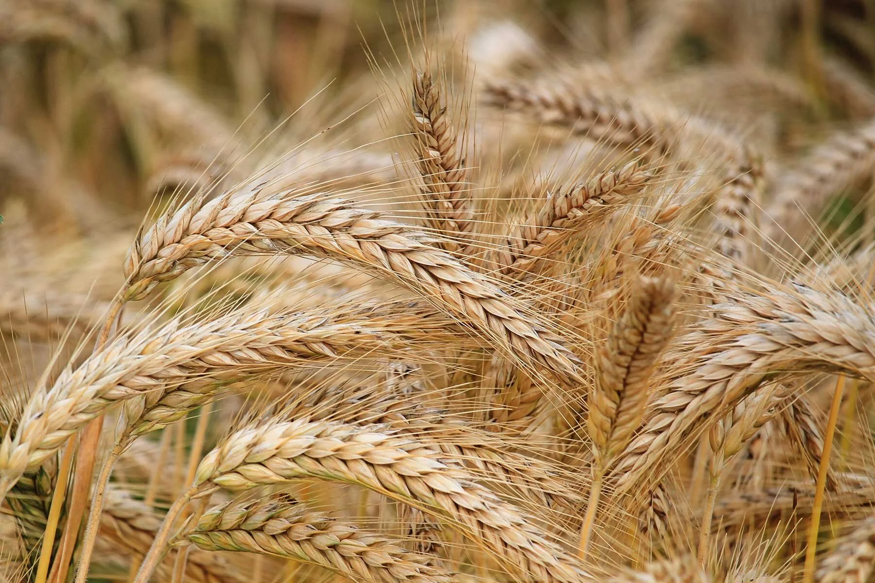 heads-of-wheat.jpg