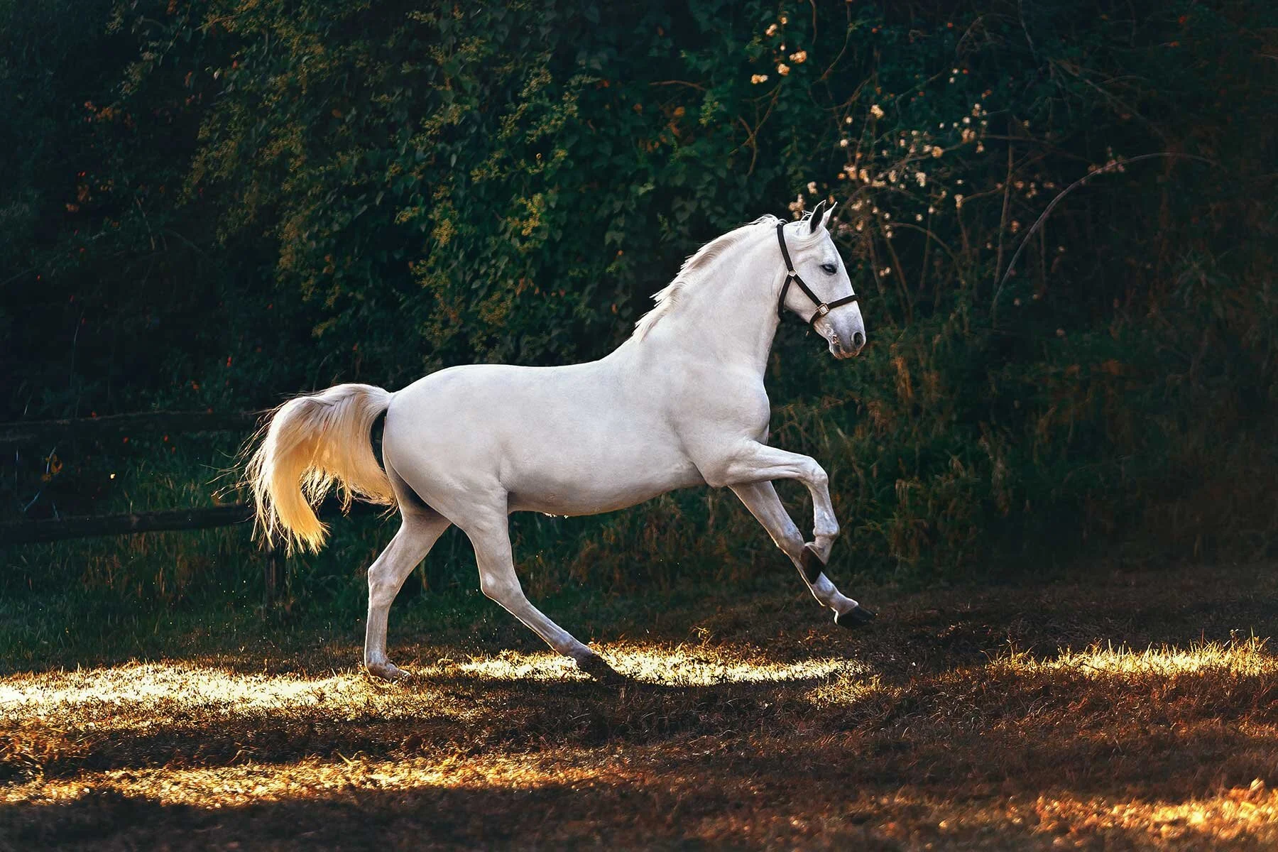 white-horse-galloping.jpg