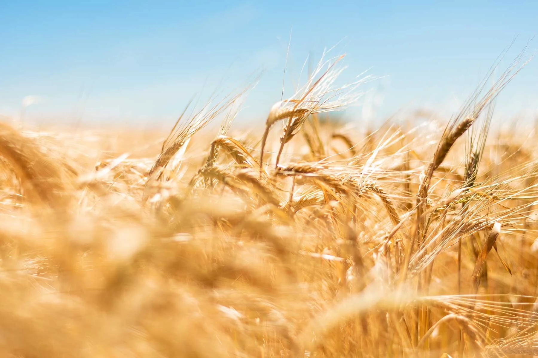 U.S. Farmers Sue Wheat Exporter