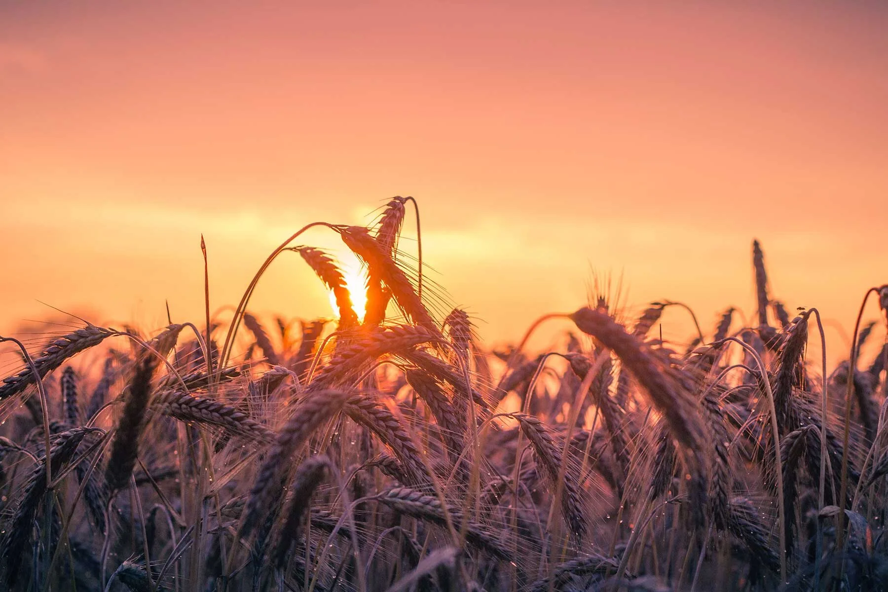 Wheat Fight