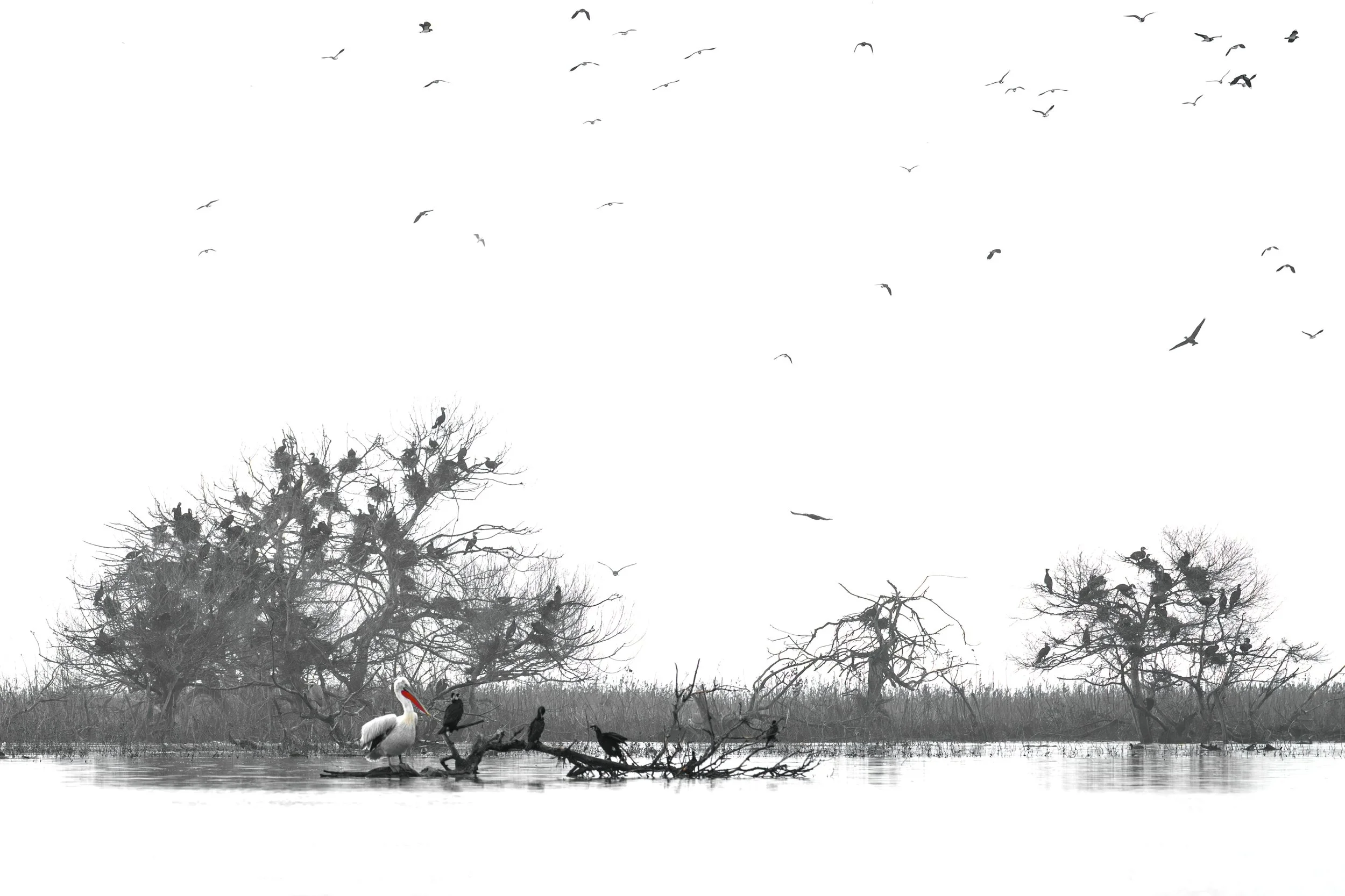 _DSC9412-Edit_Fixed Width_5000x3333_U_100.jpg