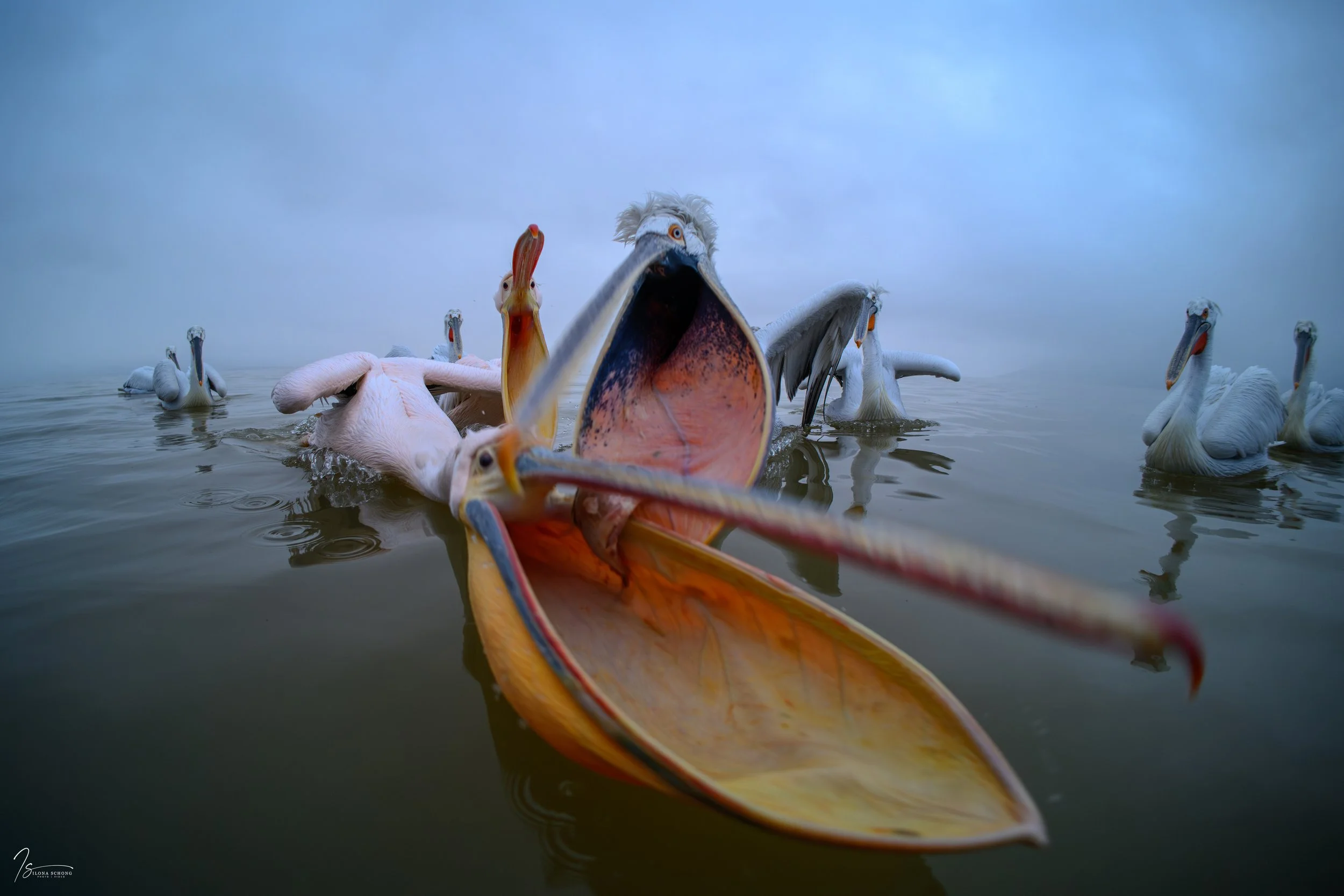 _DSC3391_Fixed Width_5000x3333_U_100.jpg