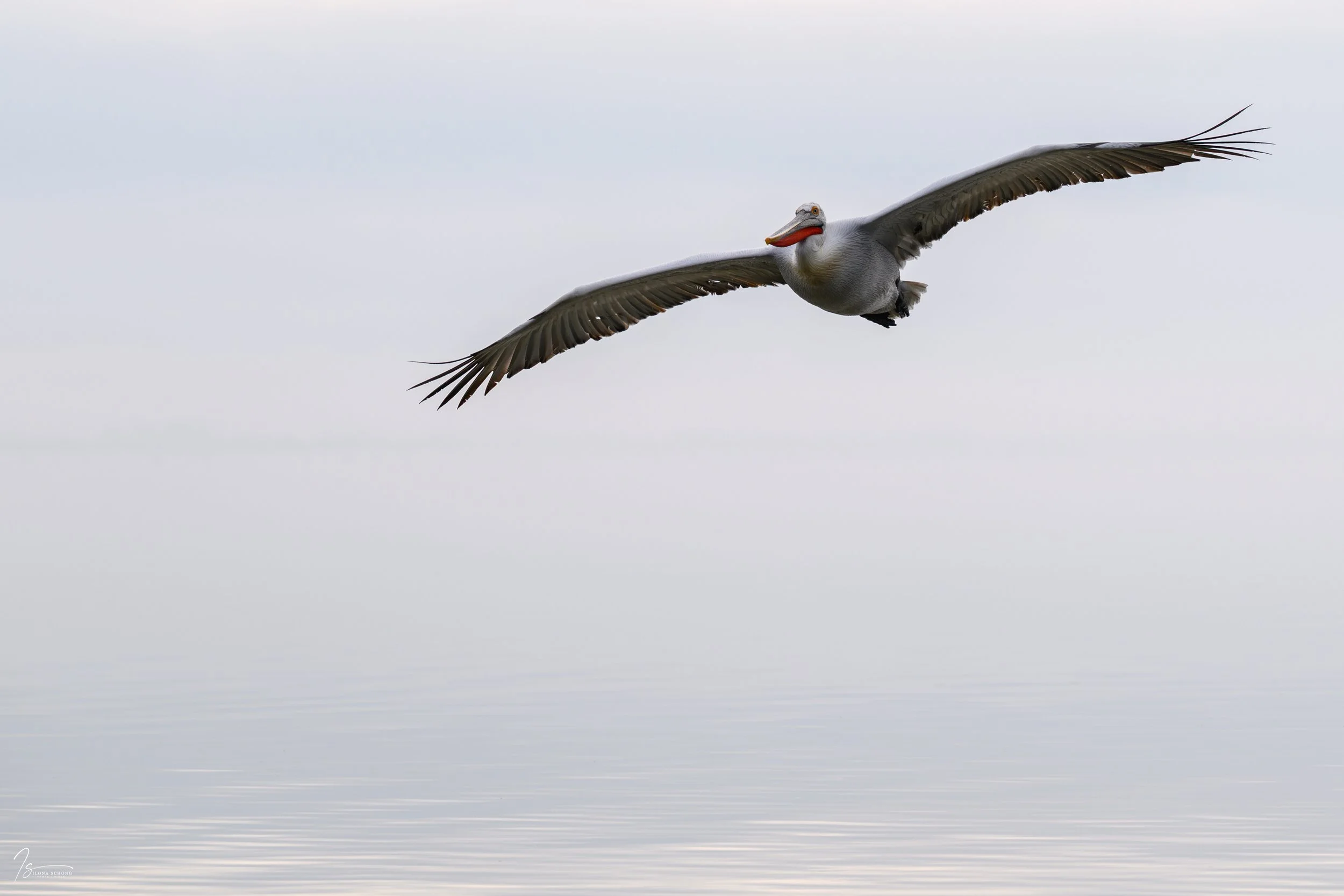 _DSC0028_Fixed Width_5000x3333_U_100.jpg