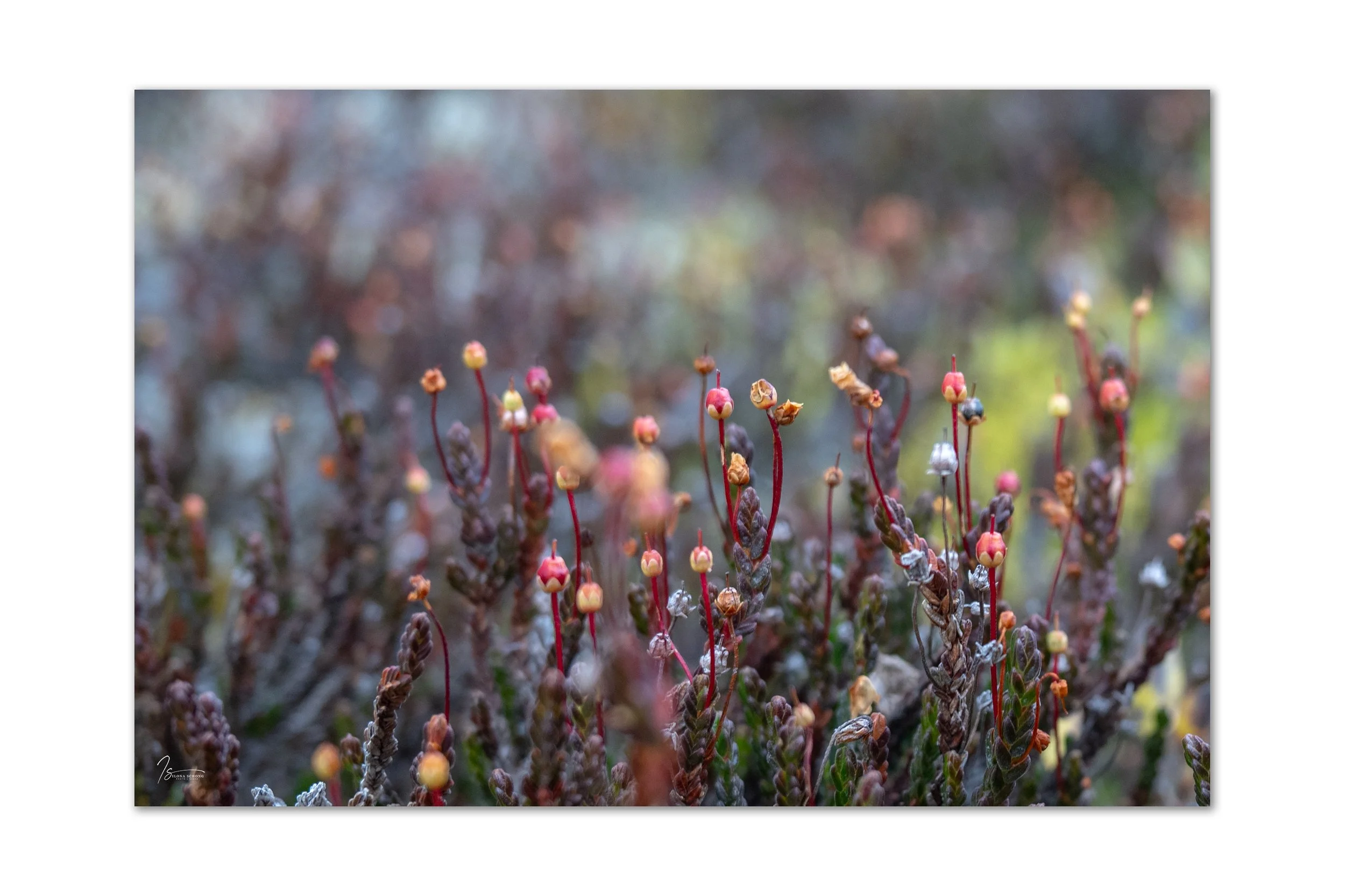 _DSC1457_Full Resolution_2981x1987_U_100.jpg