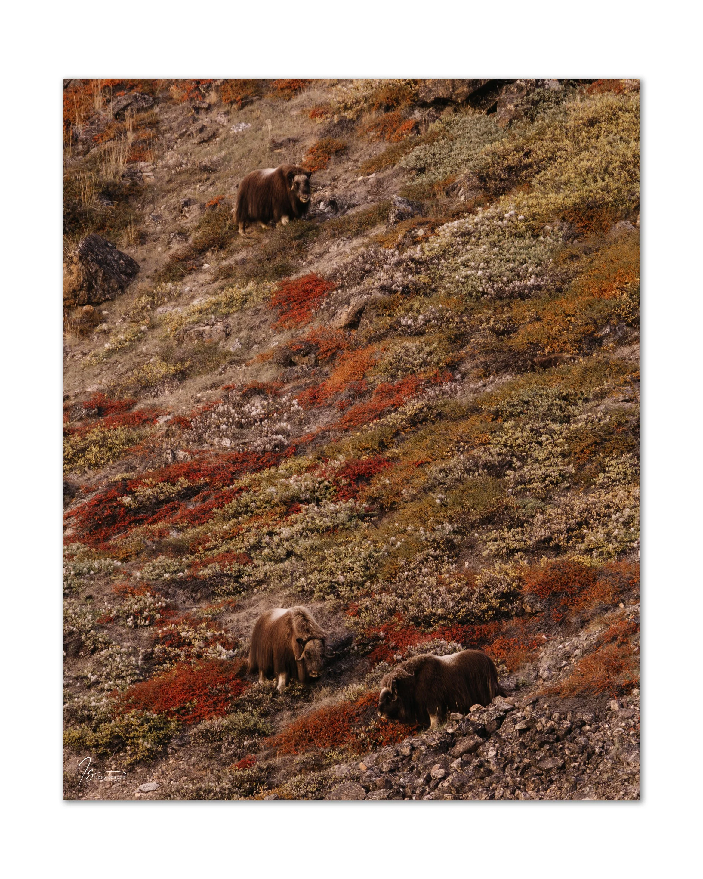 _Z722841-2_Full Resolution_2337x2921_U_100.jpg