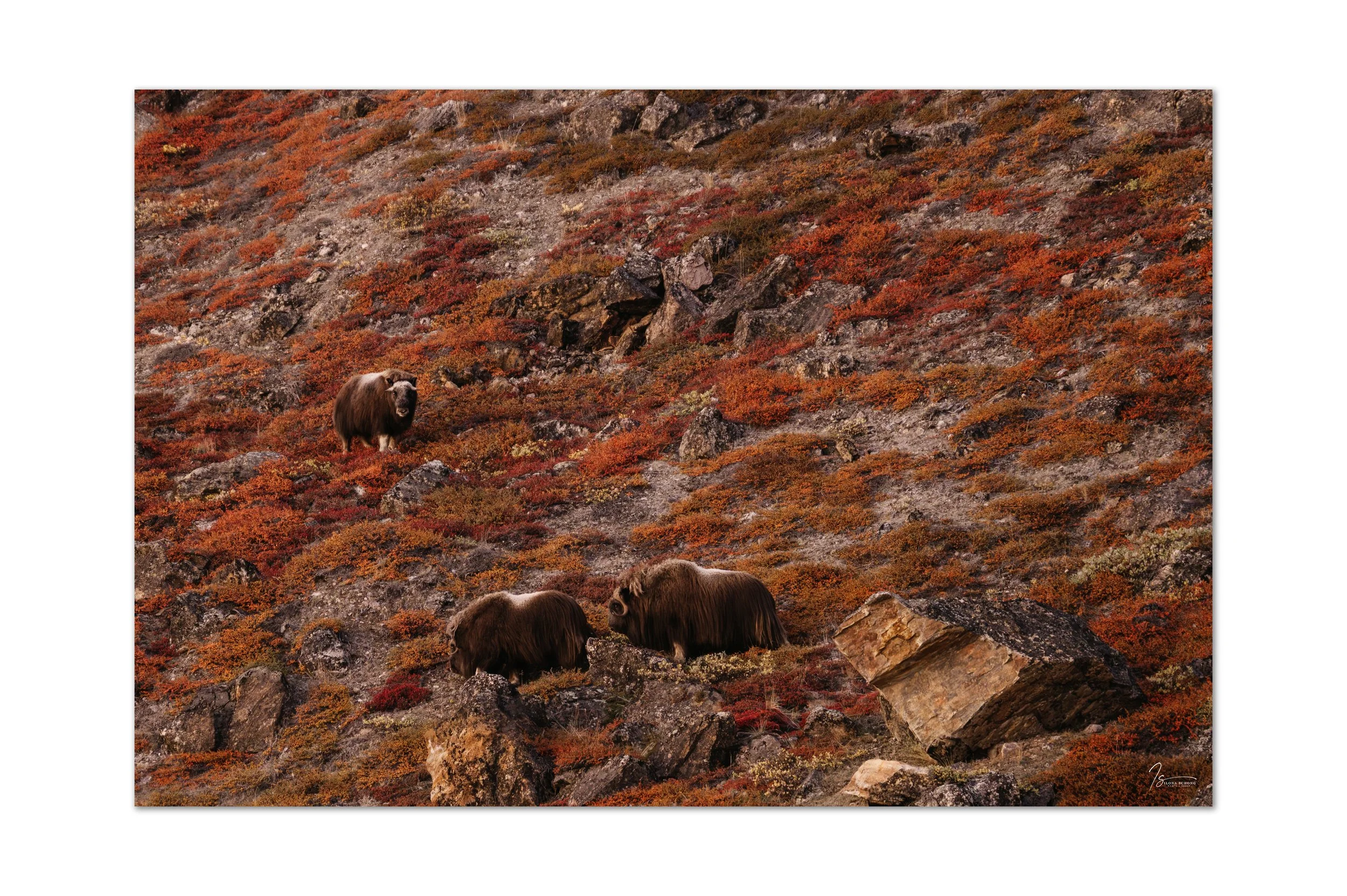 _Z722845-2_Full Resolution_4255x2832_U_100.jpg