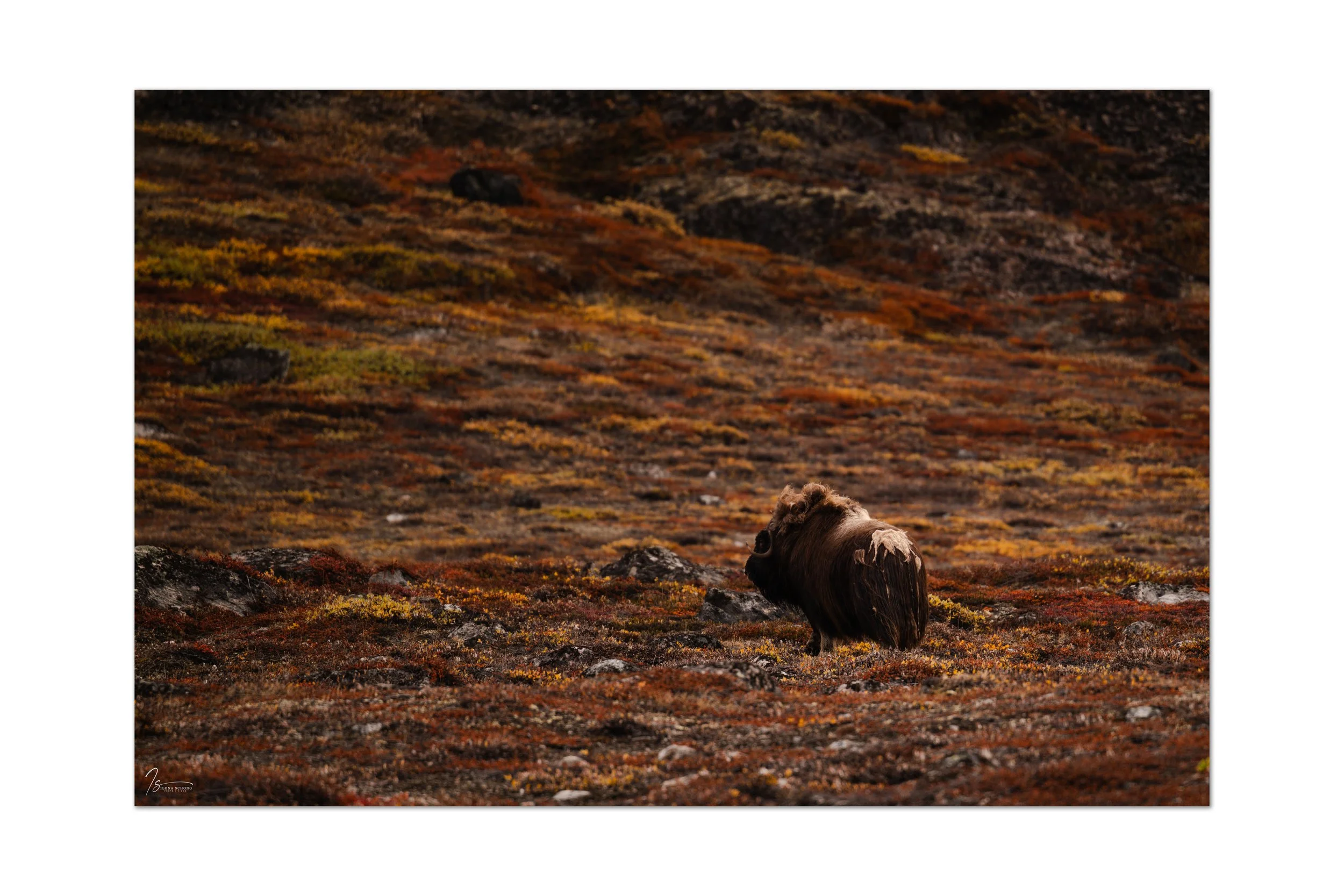 _DSC2132_Full Resolution_6234x4156_U_100.jpg